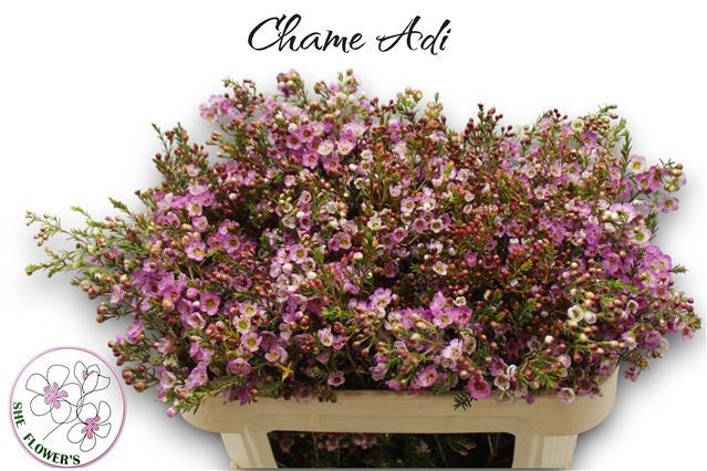 Шамелациум Ади 70 (роз.), шт.