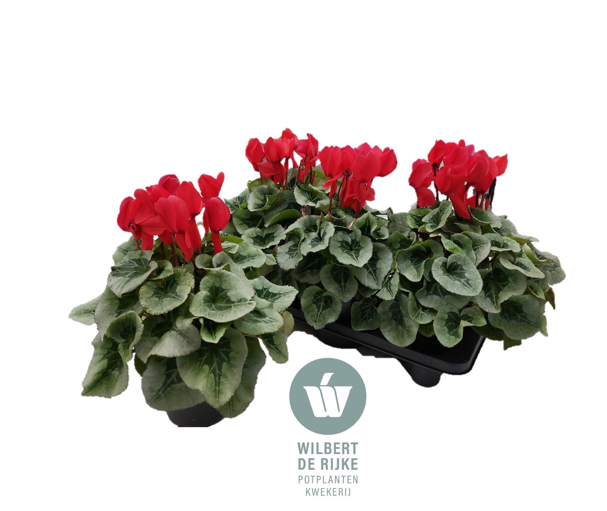 Cyclamen Mammoth Rood Zilverblad, D 17 cm Cyclamen Mammoth Rood Zilverblad, D 17 cm