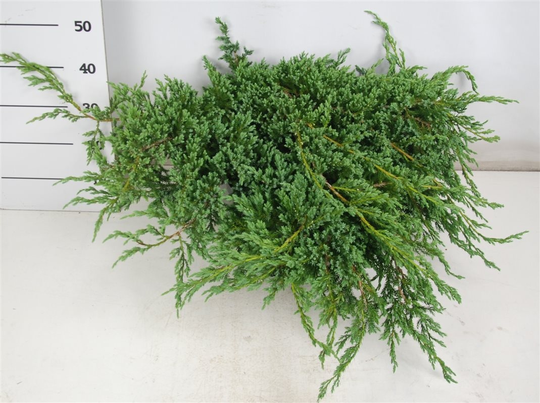 Juniperus squamata 'Blue Carpet', D 32