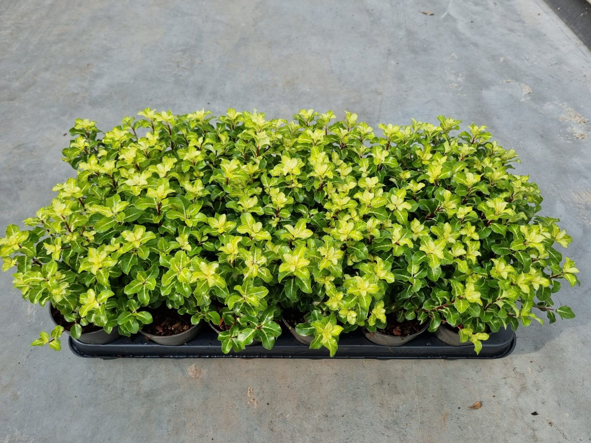 Pittosporum ten. 'Gold Star' p9,5, D 9