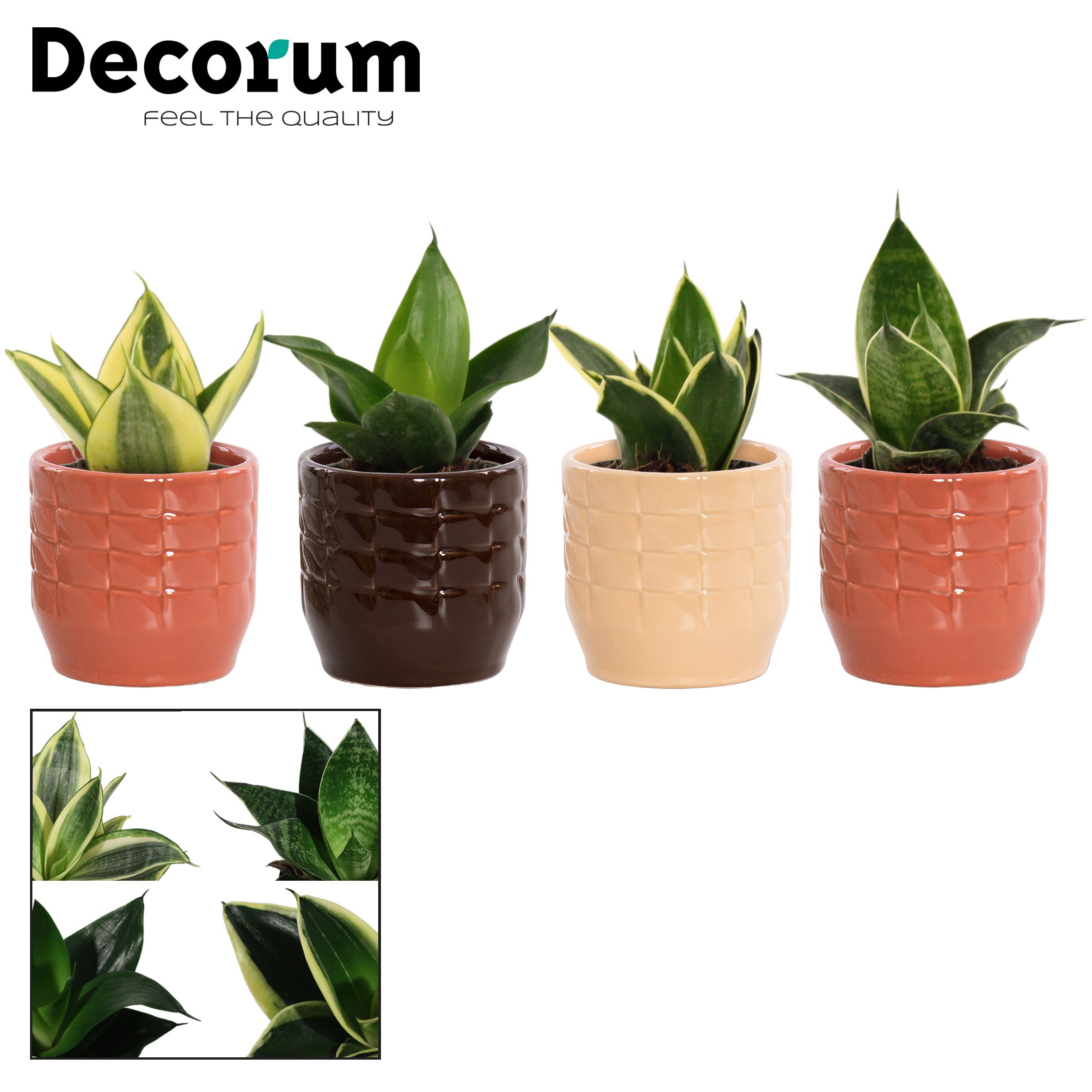 Sansevieria Hahnii 6 cm Mix in Sanne (Nature Love-collection), D 6
