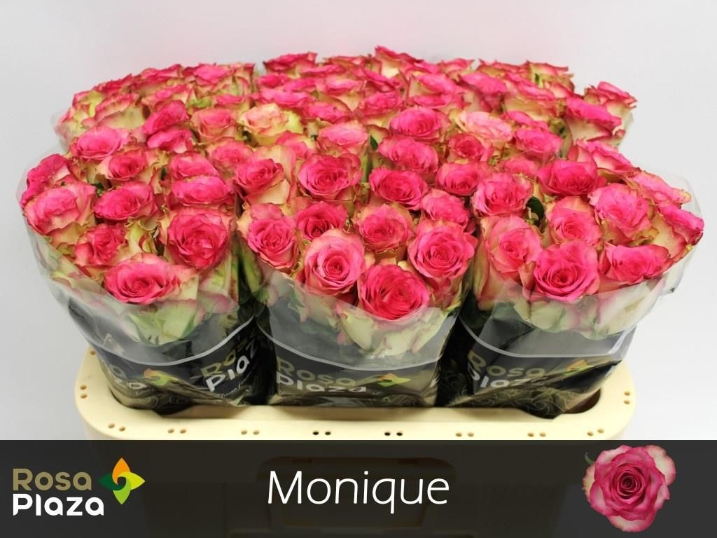 Роза од. Моник 60, шт.