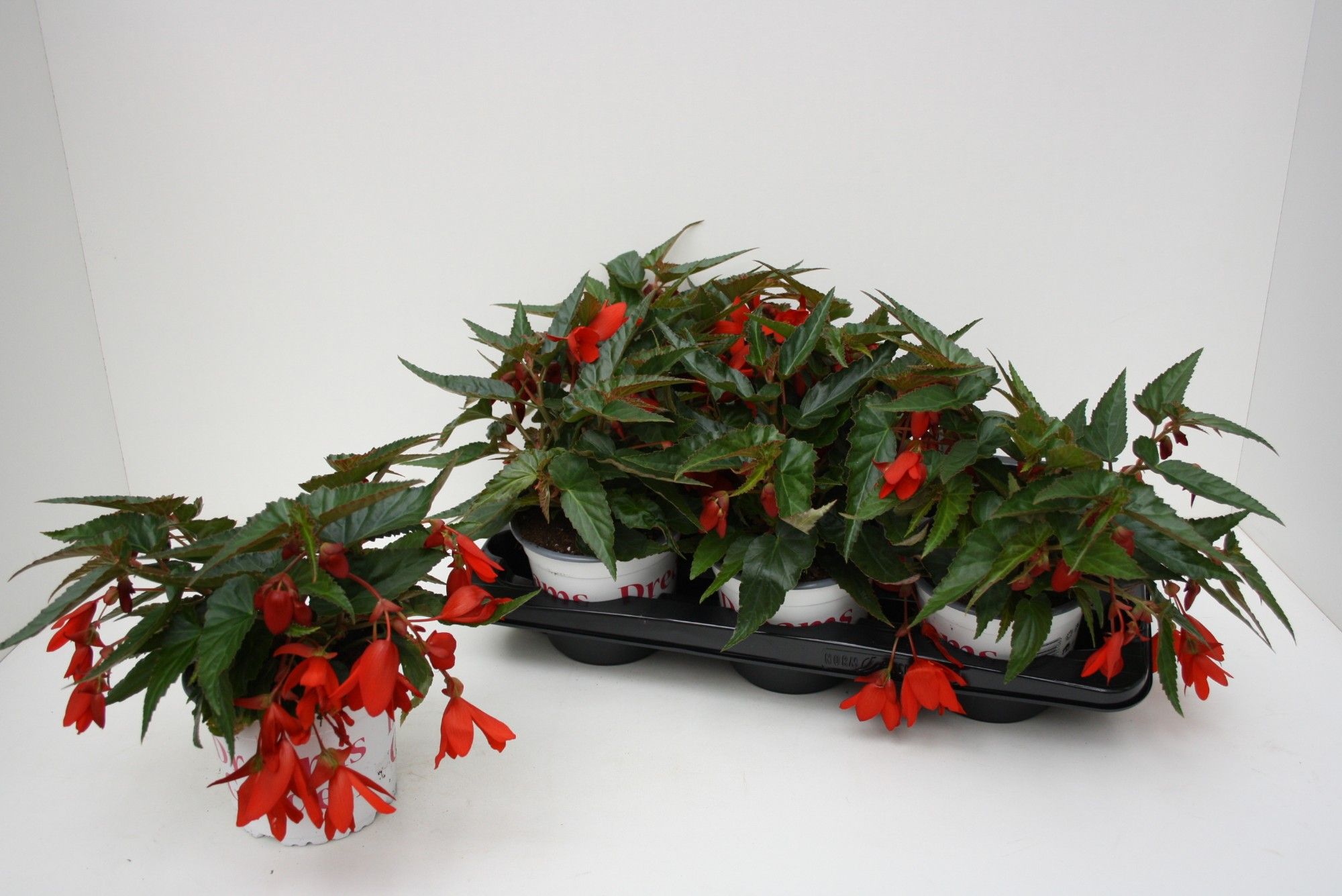 Begonia Waterfall Encanto Red, D 15