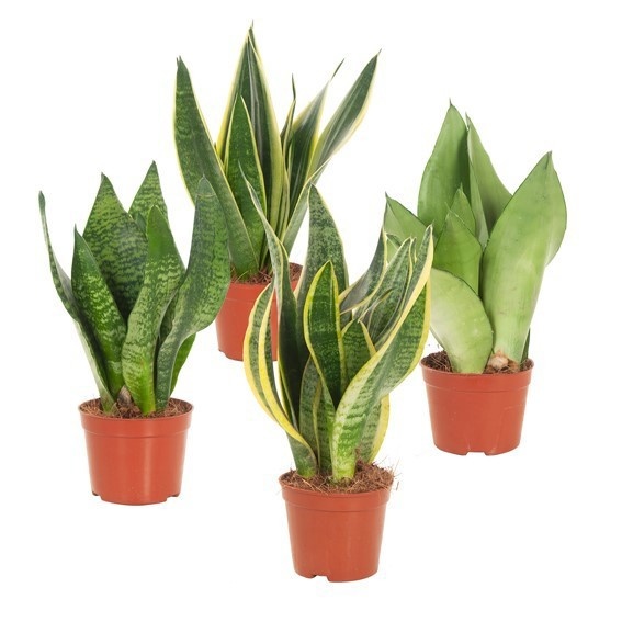 sansevieira mix 2pp 3-5 soorten, D 12