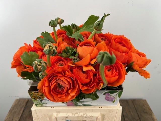 Ранункулус Саксесс Ламбада 45, шт.