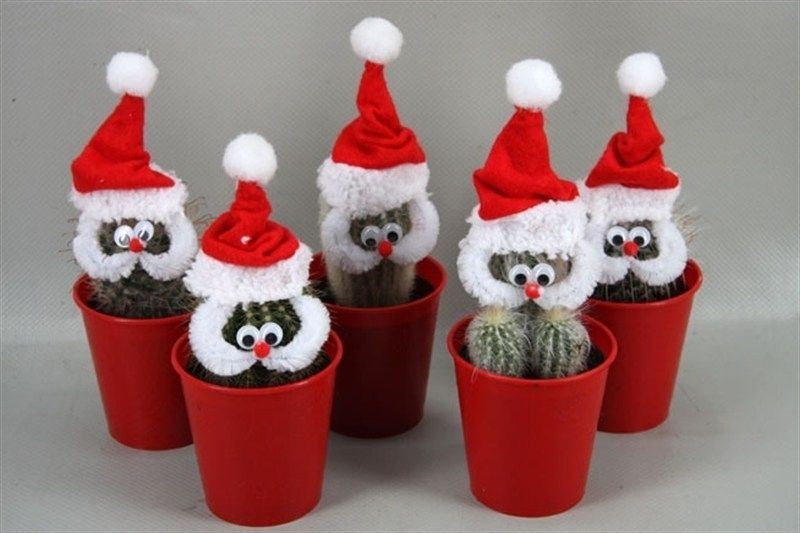 411 Kerstmancactus kerstpot6,5 cm, D 7,5