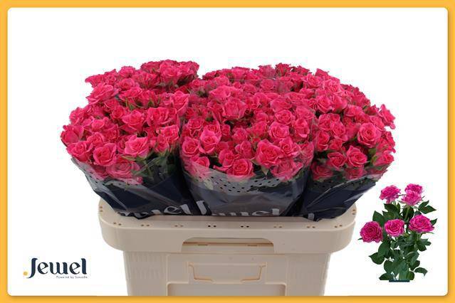 Роза куст. Лианне 60, шт.