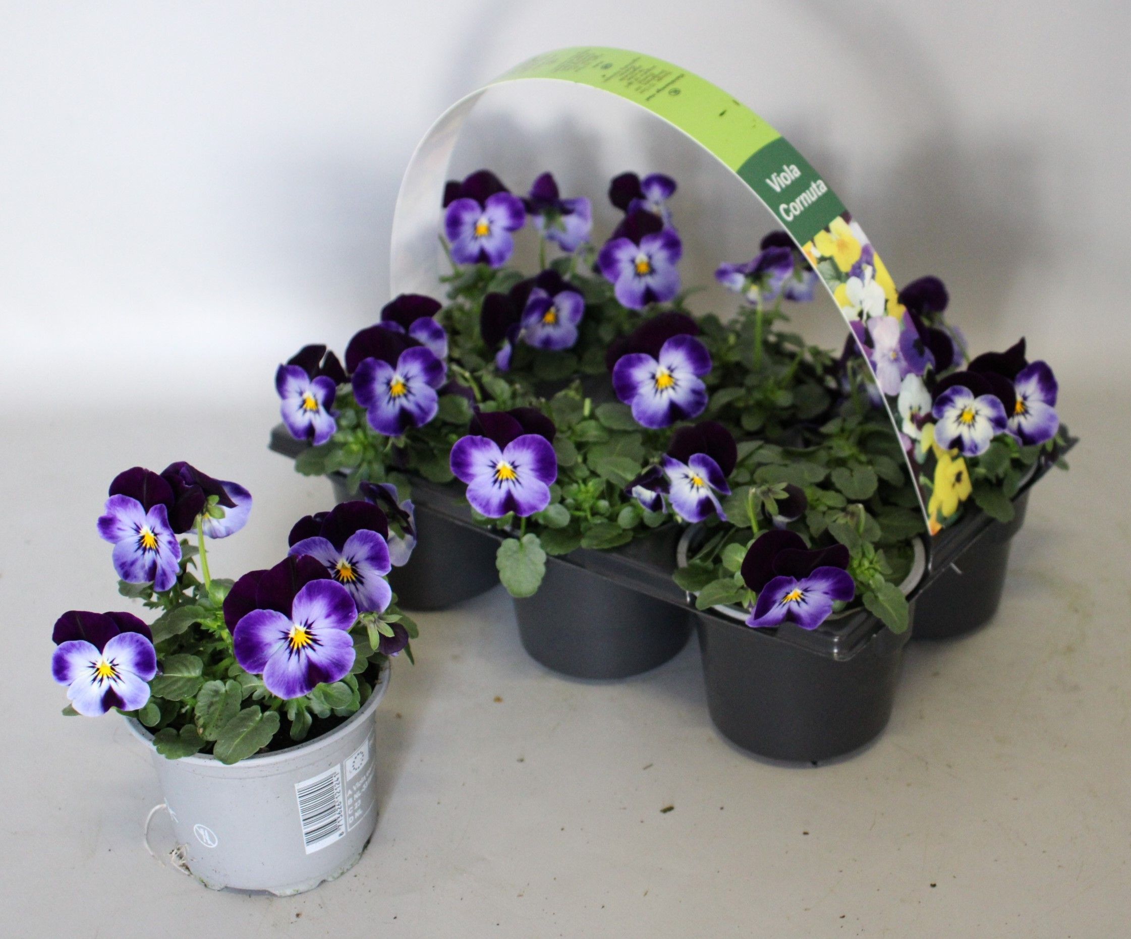 Viola cornuta 6-pack 9cm Denim Jump Up, D 9 cm Viola cornuta 6-pack 9cm Denim Jump Up, D 9 cm