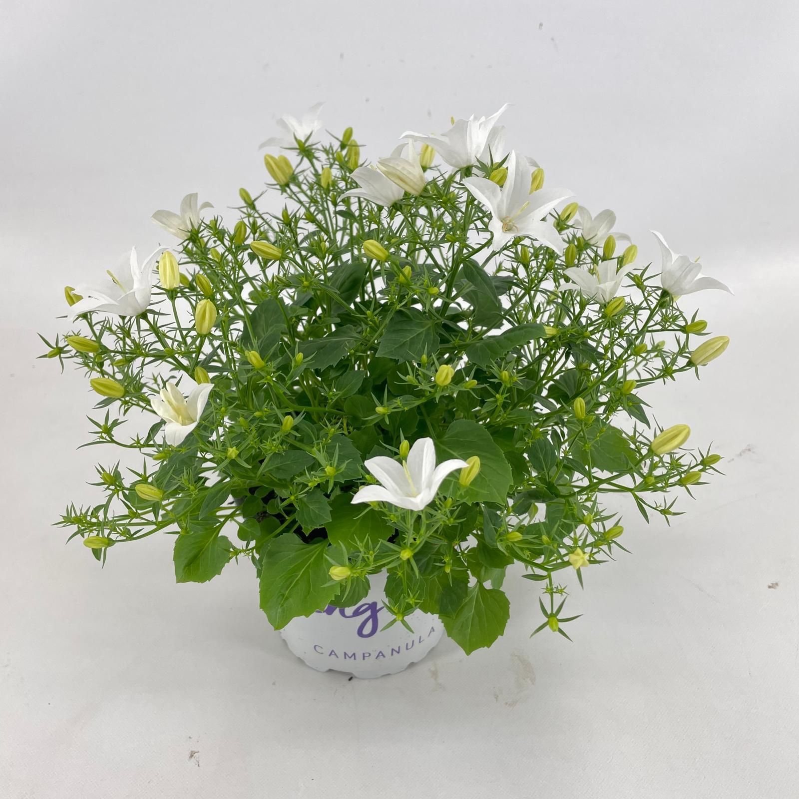 Campanula Spring Bell Wit, D 12