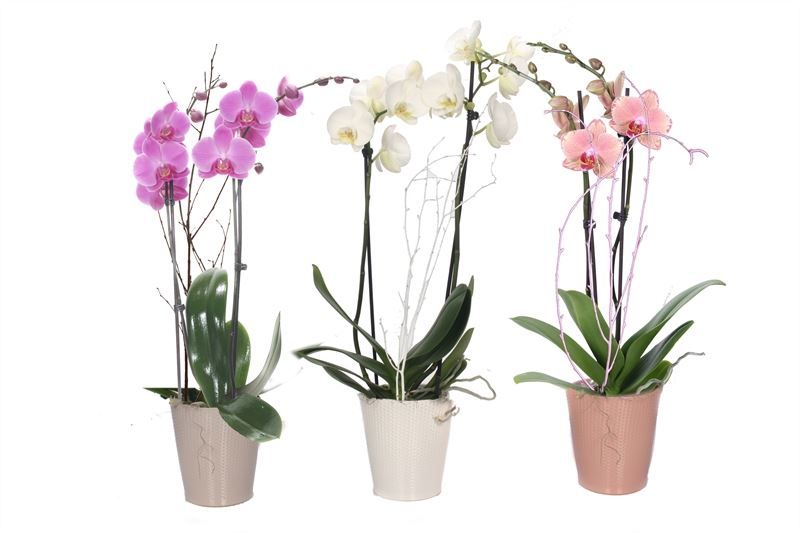 Zoe p12 dots mix Phal mix 2T14+, D 12