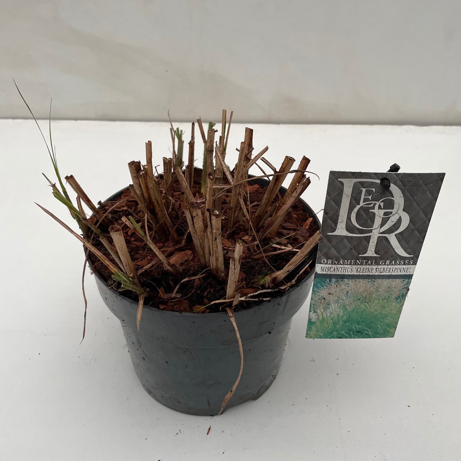 Miscanthus 'Kleine Silberspinne', D 19