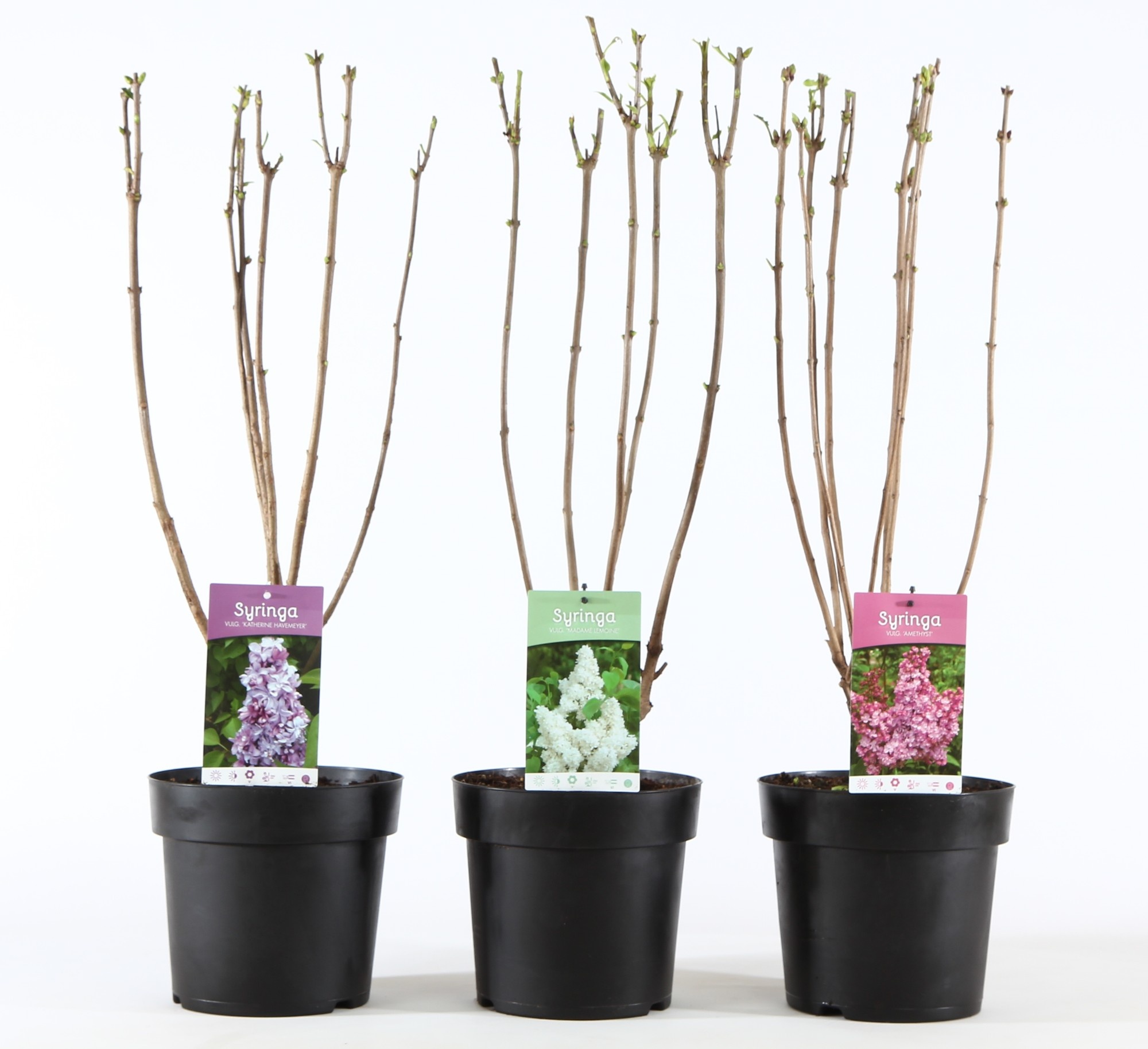 Syringa vulg. mix C6, D 22