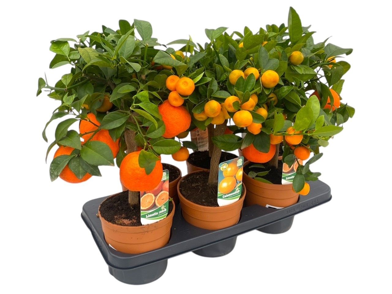 Citrus gemengd in tray, D 15