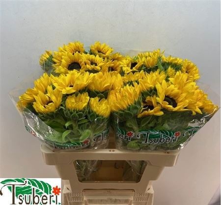 Гелиантус Оранж Фае 55 (оранж.), шт.