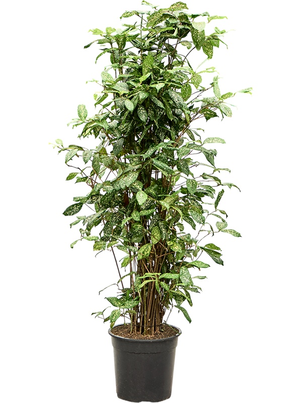 Dracaena godseffiana (130-160, D 26