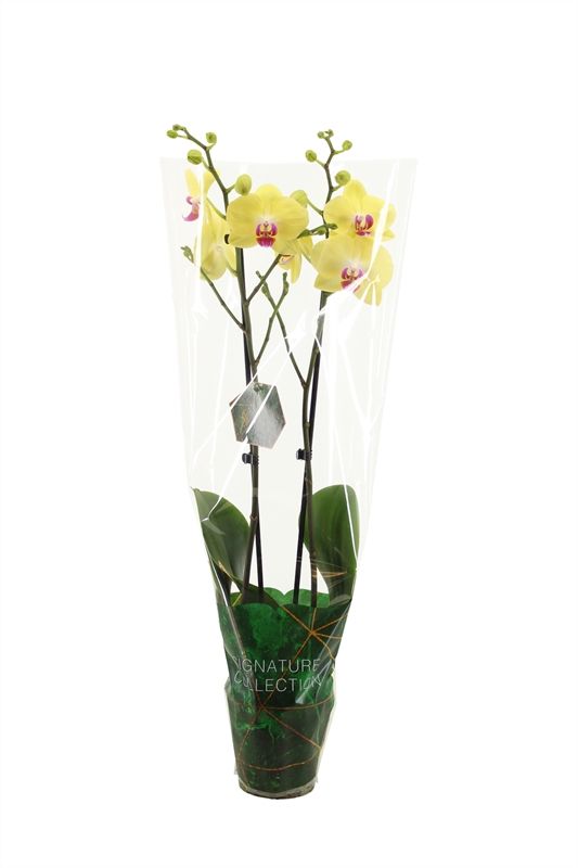 Phal signature Miraflor 2T16+, D 12
