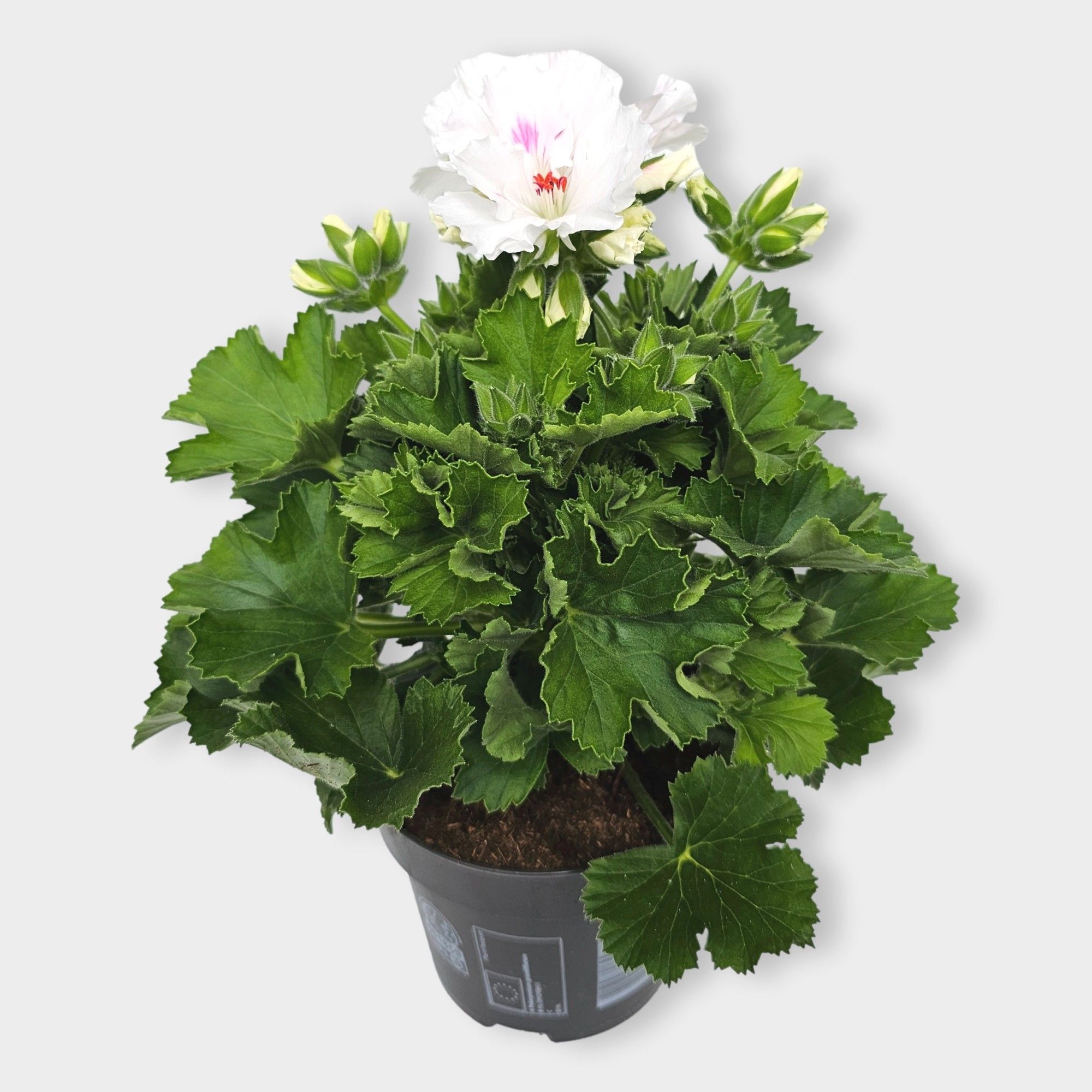 Pelargonium grand Mona Lisa, D 12