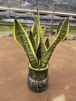 Сансевиерия Премиум Пуре Гидропоник голден-едгед Тайгер Скин Орхидея 12 30