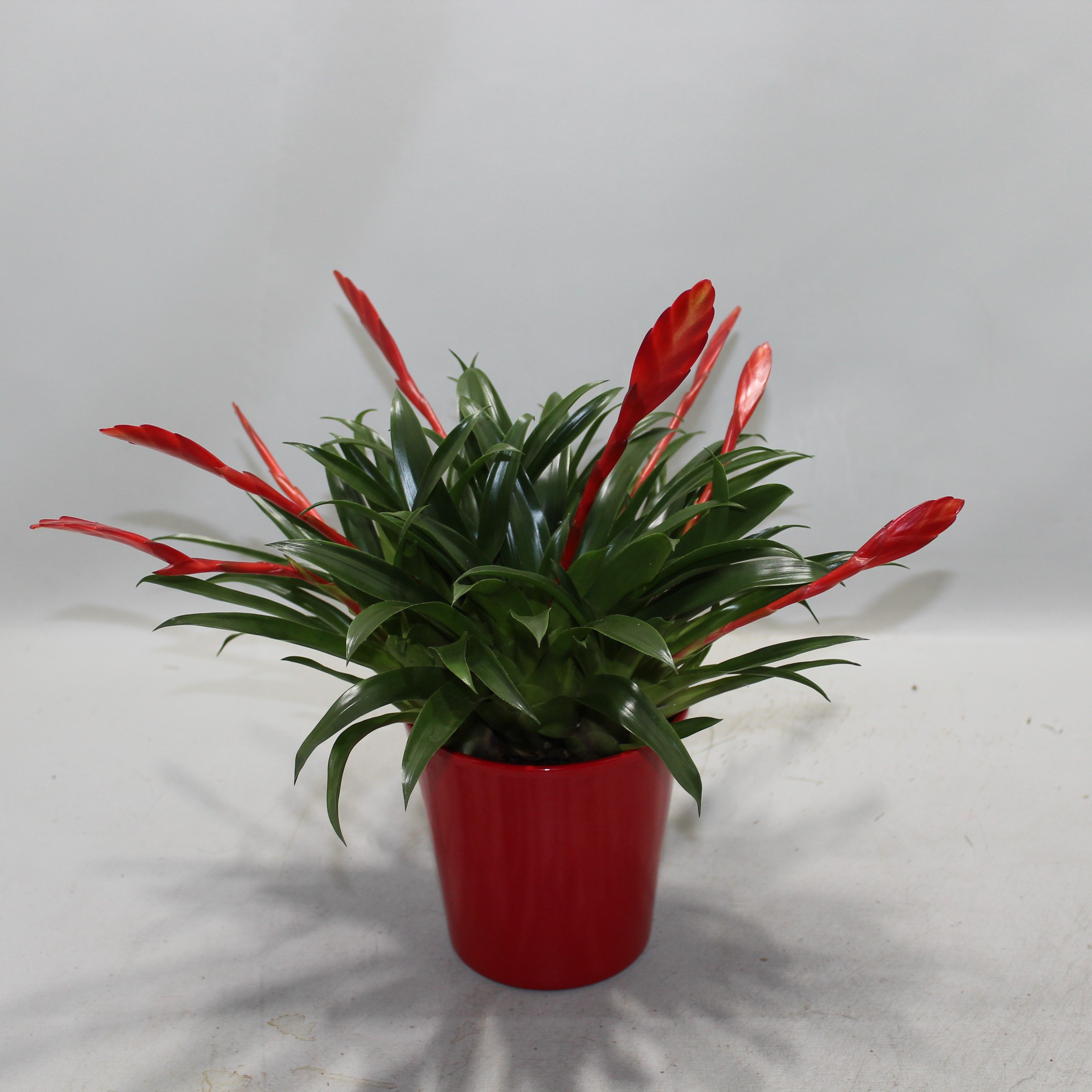 Vriesea Multiflower Conchita Rood Coco, D 13 cm Vriesea Multiflower Conchita Rood Coco, D 13 cm
