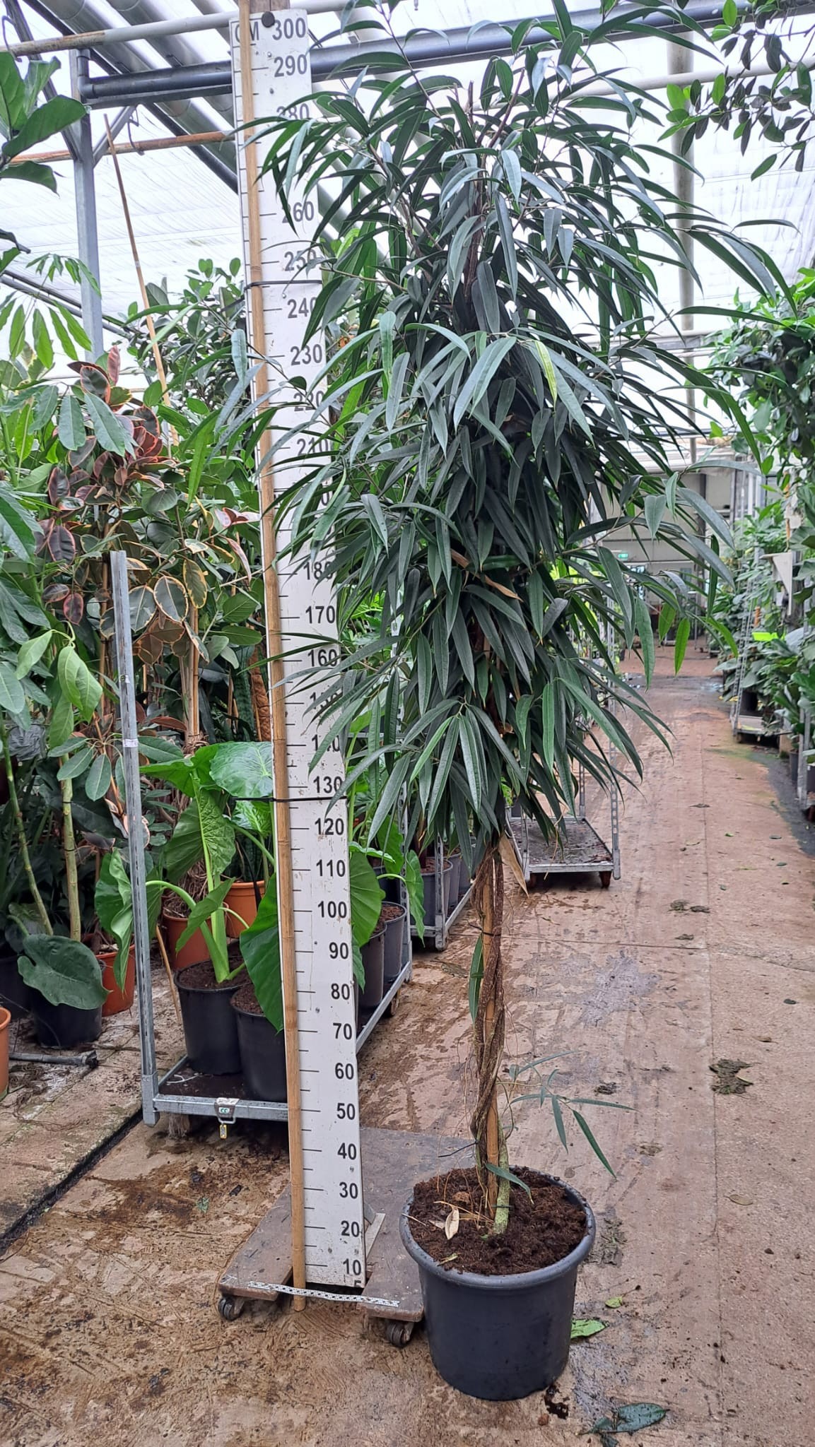 Ficus Alii gedraaide stam 270, D 45
