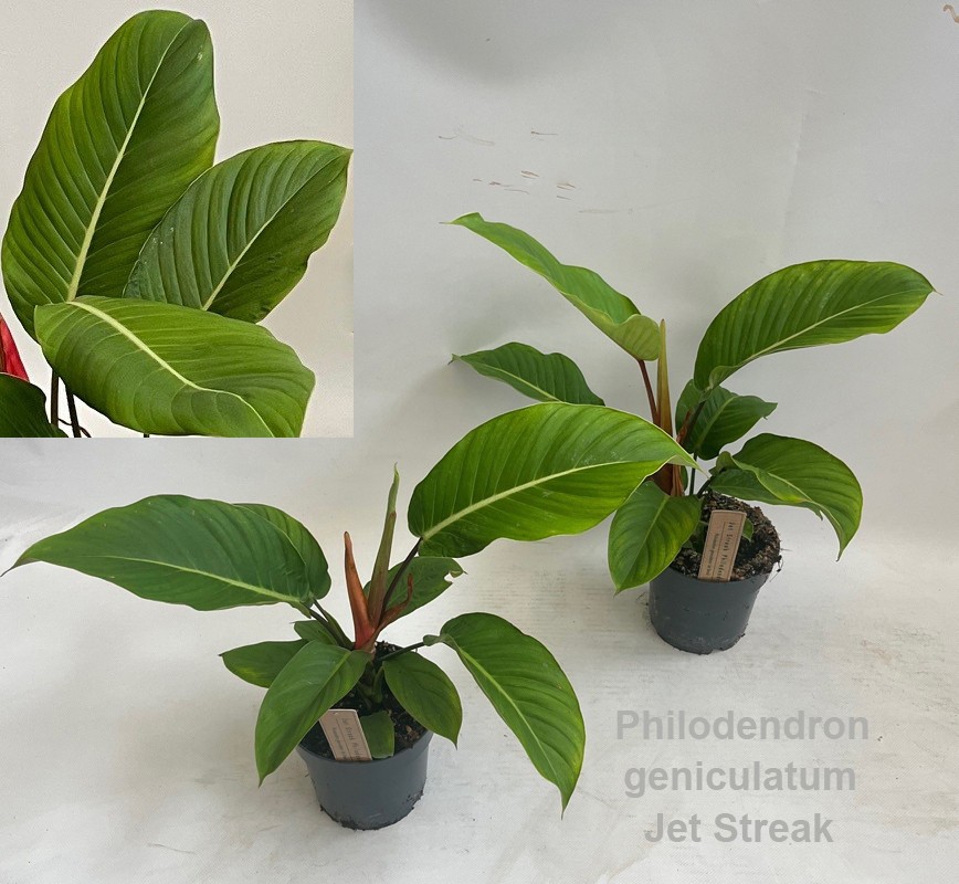 Philodendron geniculatum Jet Streak 14cm *NEW*, D 14