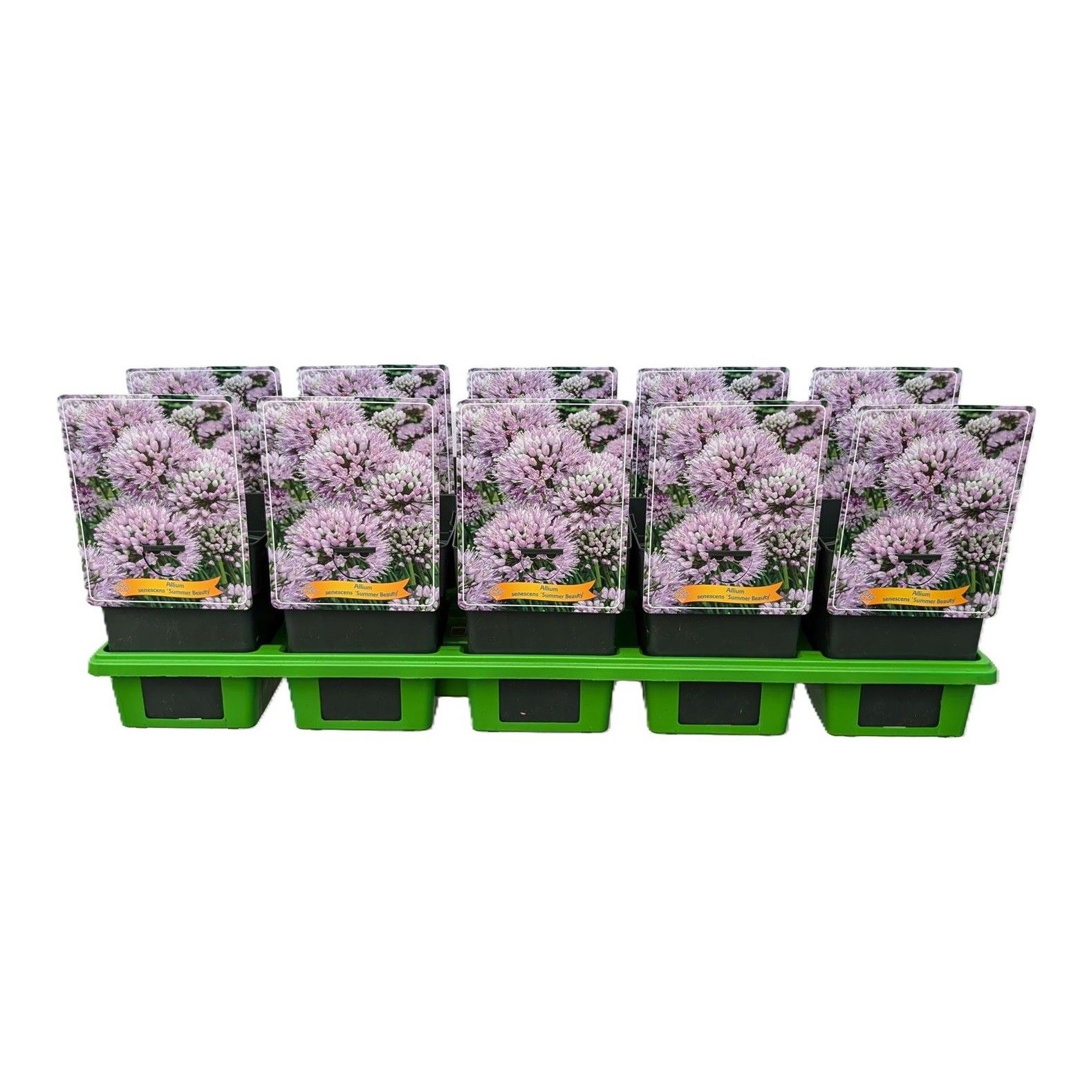 Allium senescens 'Summer beauty' P11, D 11 cm
