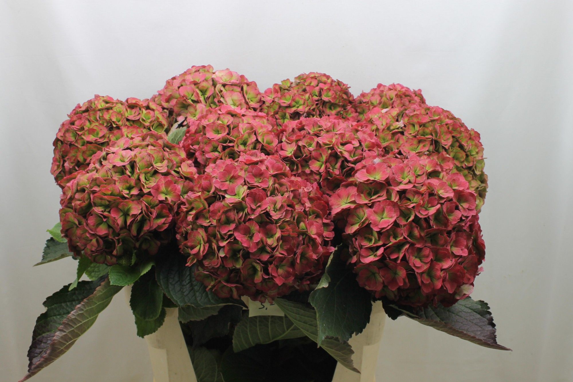 Гортензия Роял Анастасия Классик 70, шт.