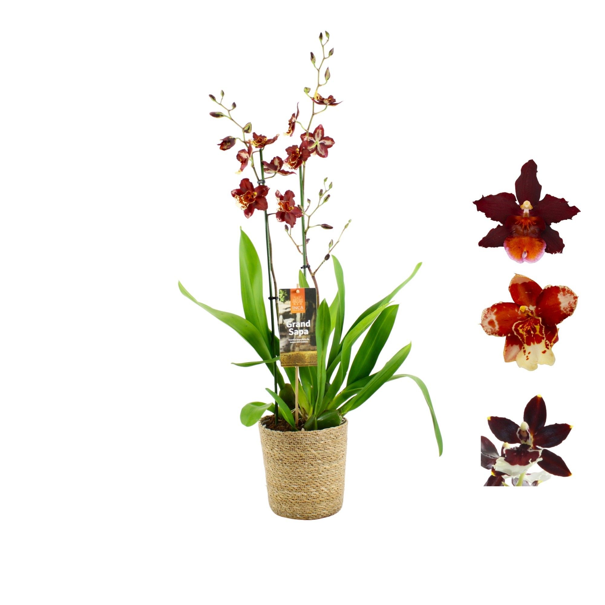 Inca Grand Sapa Cambria 2 spike mix 17cm touve in luxury basket, D 17