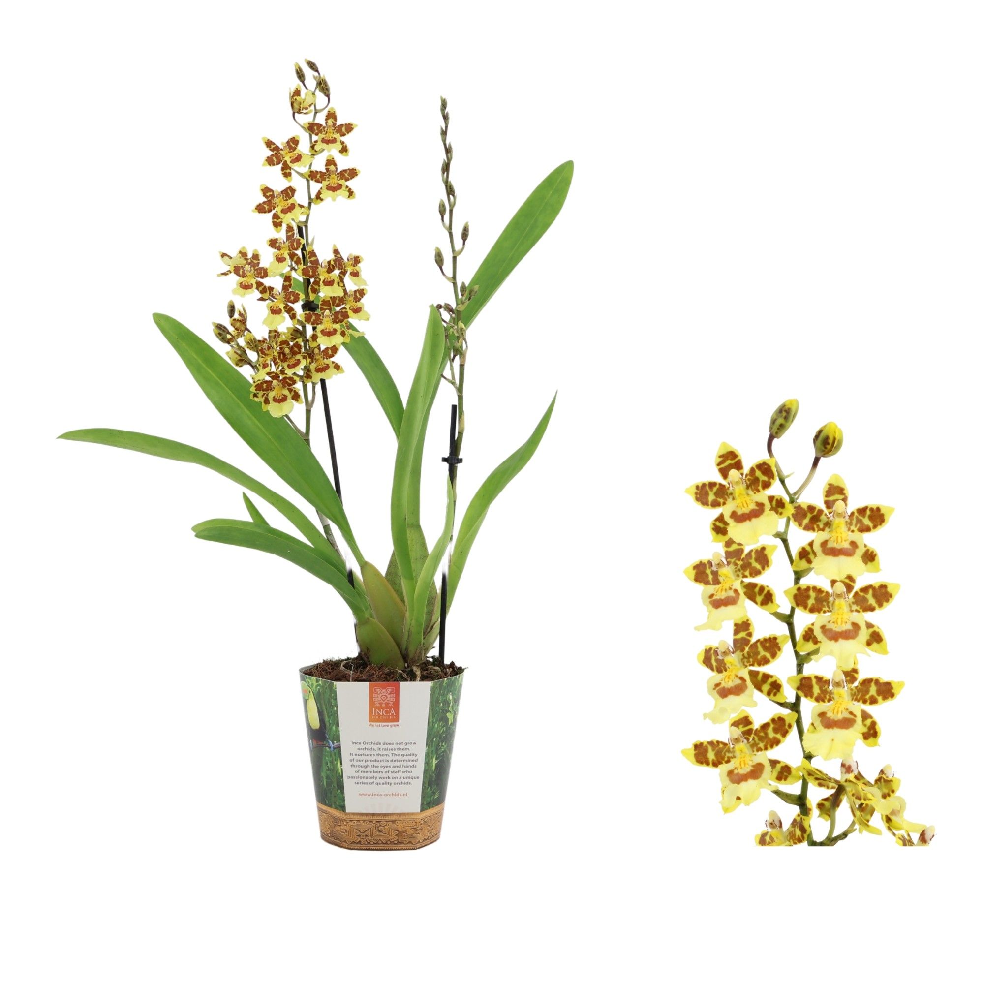 Inca Cambria Pacific Sunset 2 spike in Jungle cover, D 12 cm