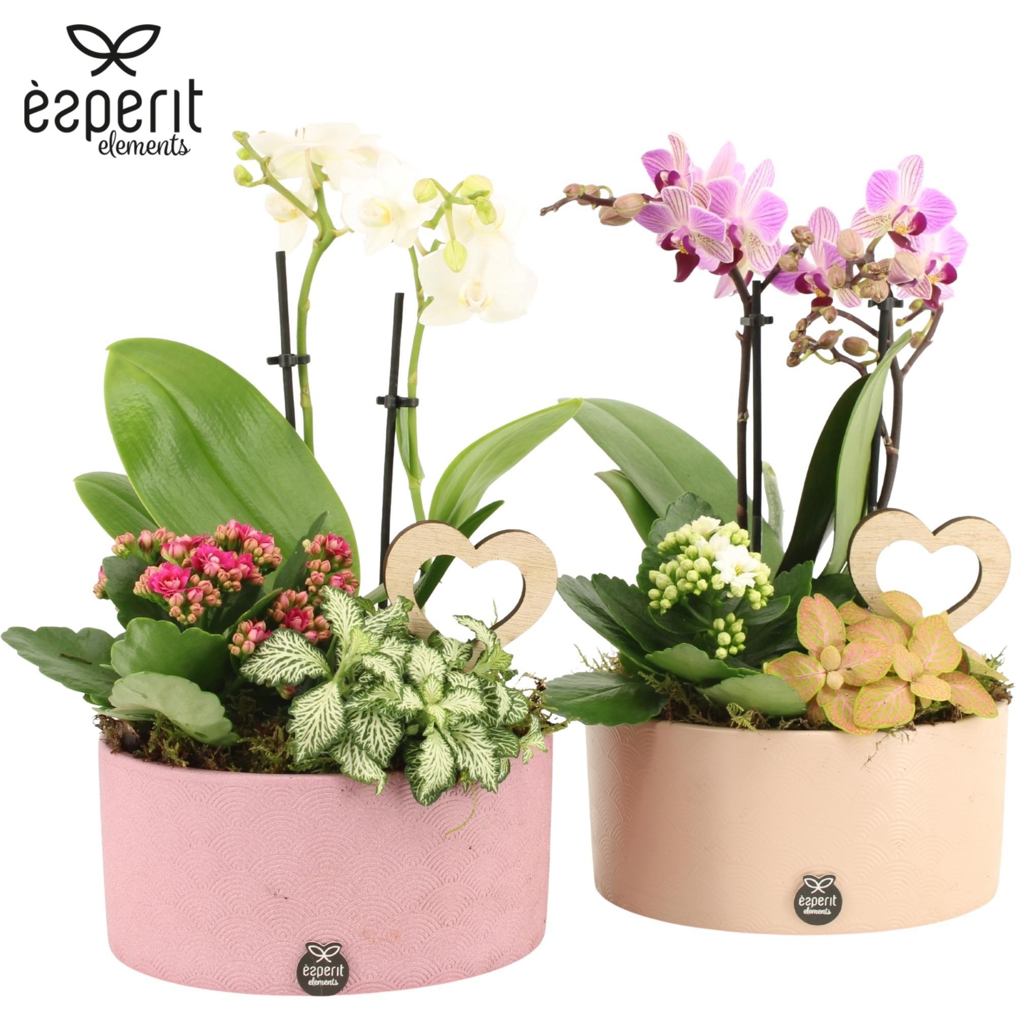 22033: Lovess arrangement, D 18