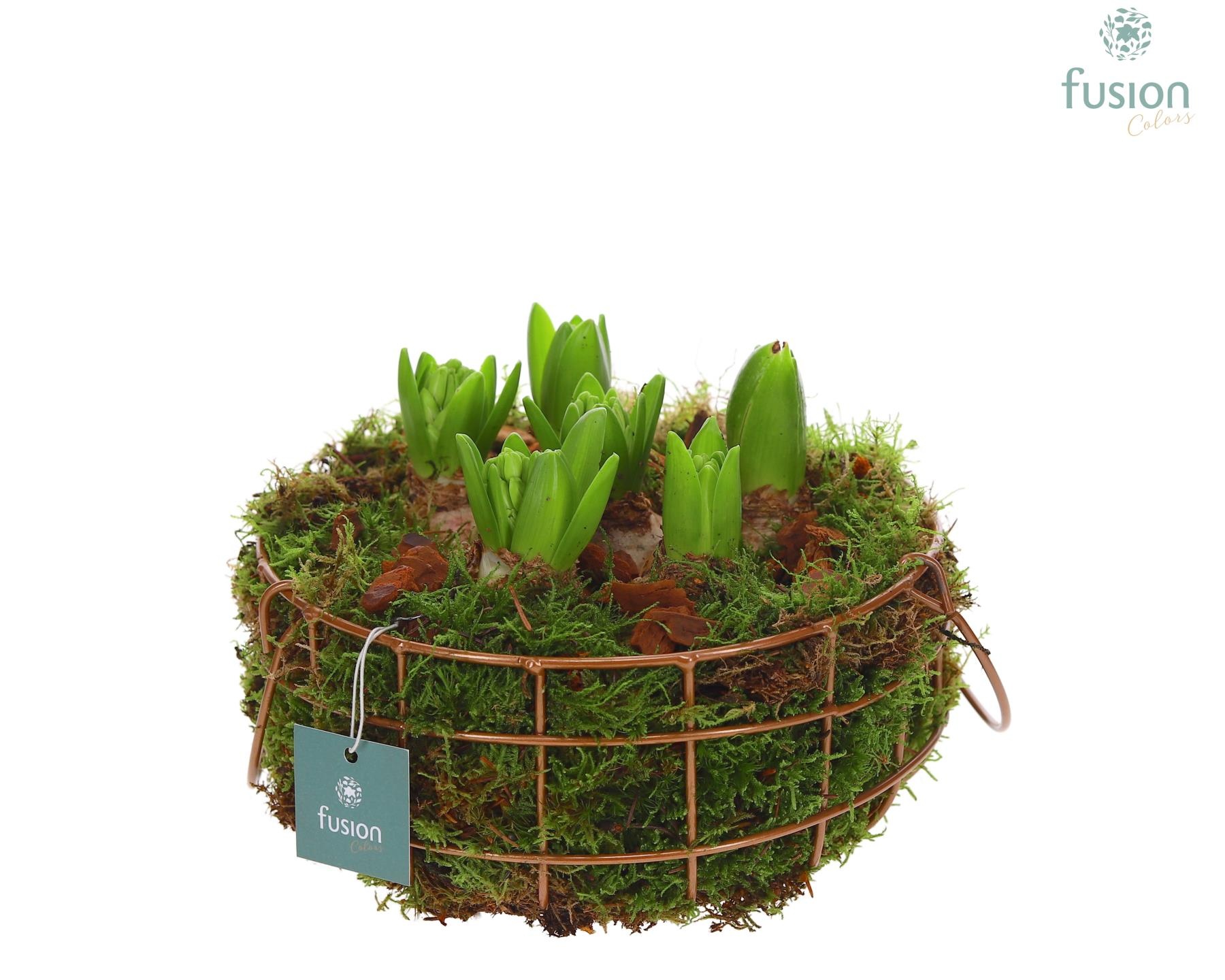 Mand metaal rond Large met Hyacinthus, D 21