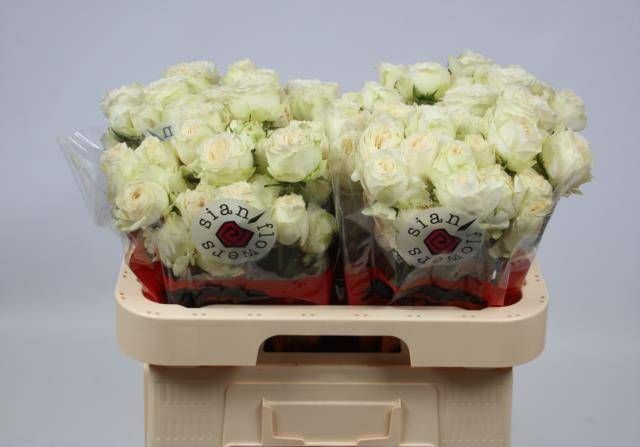 Роза куст. Аста 60, шт.