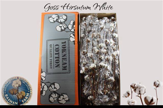 Хлопок Вайт 55, шт.