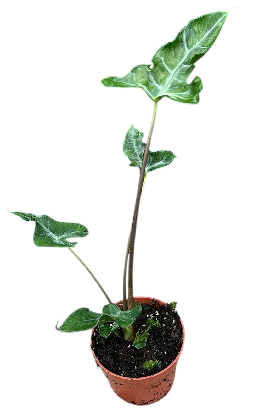 Alocasia Teletubbies, D 10,5