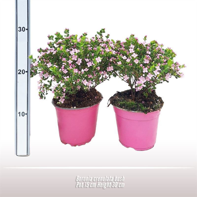 Boronia crenulata struik, D 15