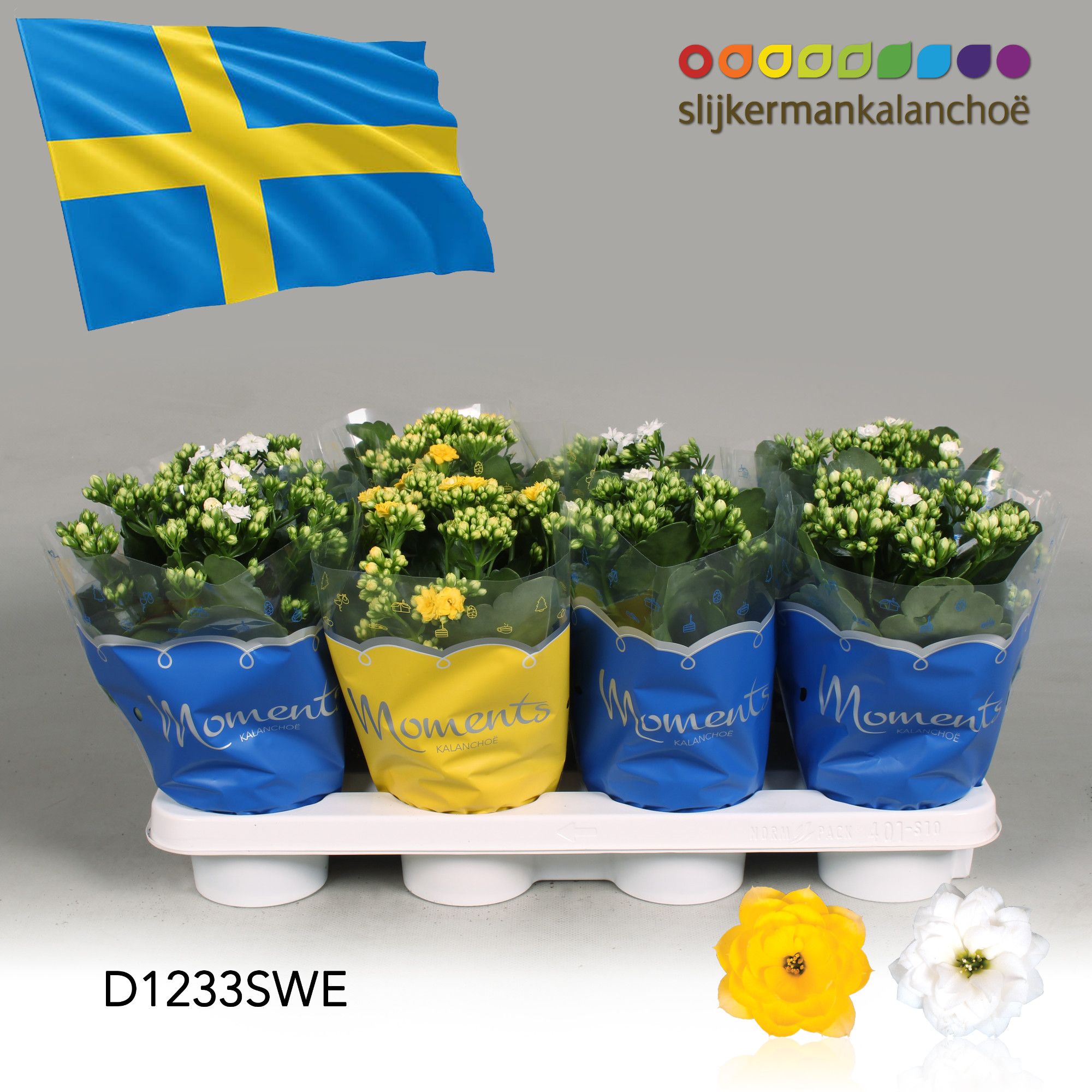 Kalanchoe Moments - Sweden flag, D 12