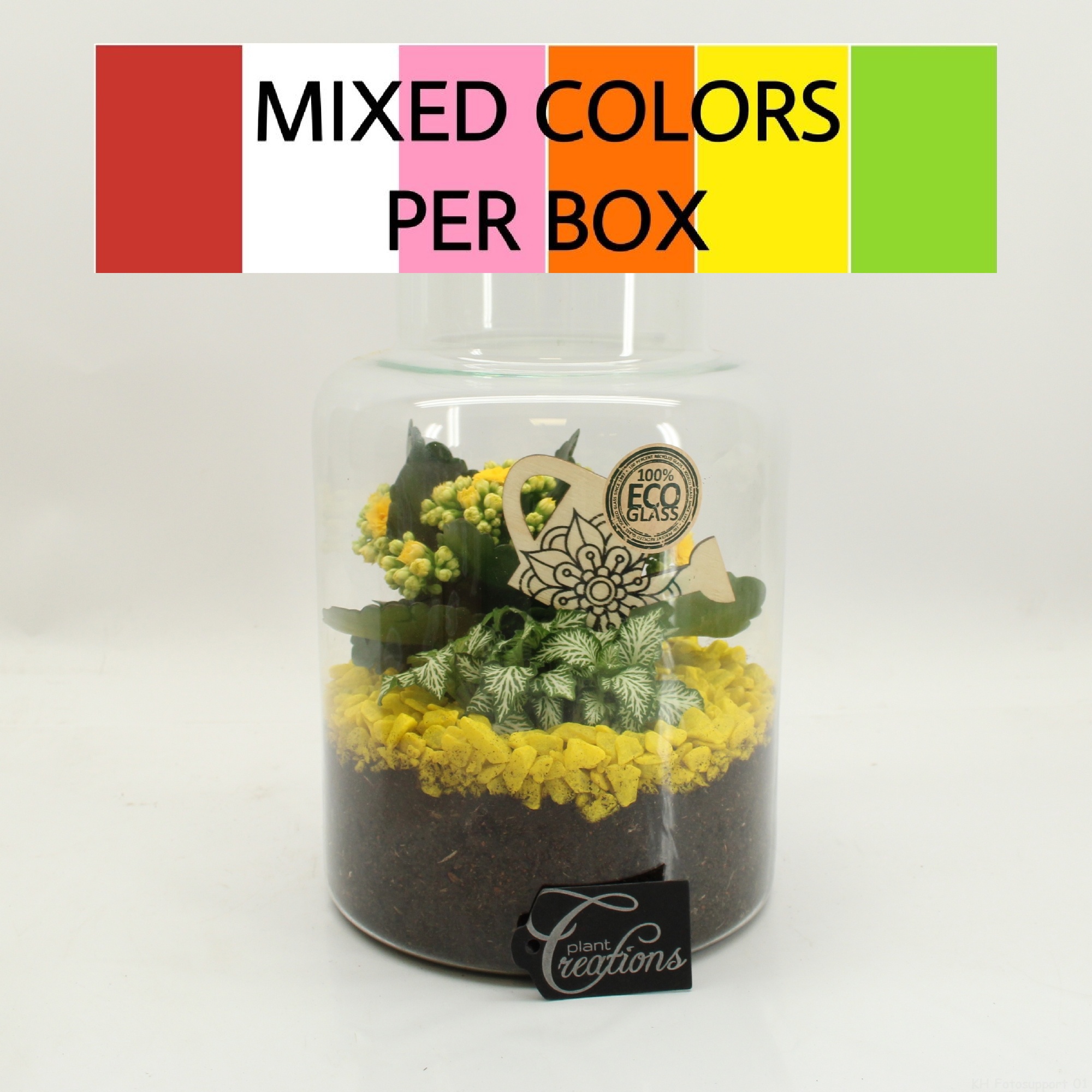 FDCR-2606M Basic Fundamentals terrarium, D 17