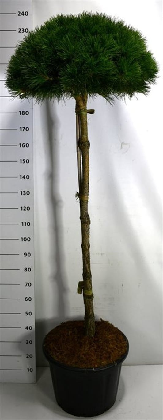 Pinus nigra 'Pierrick Bregeon', D 54 cm
