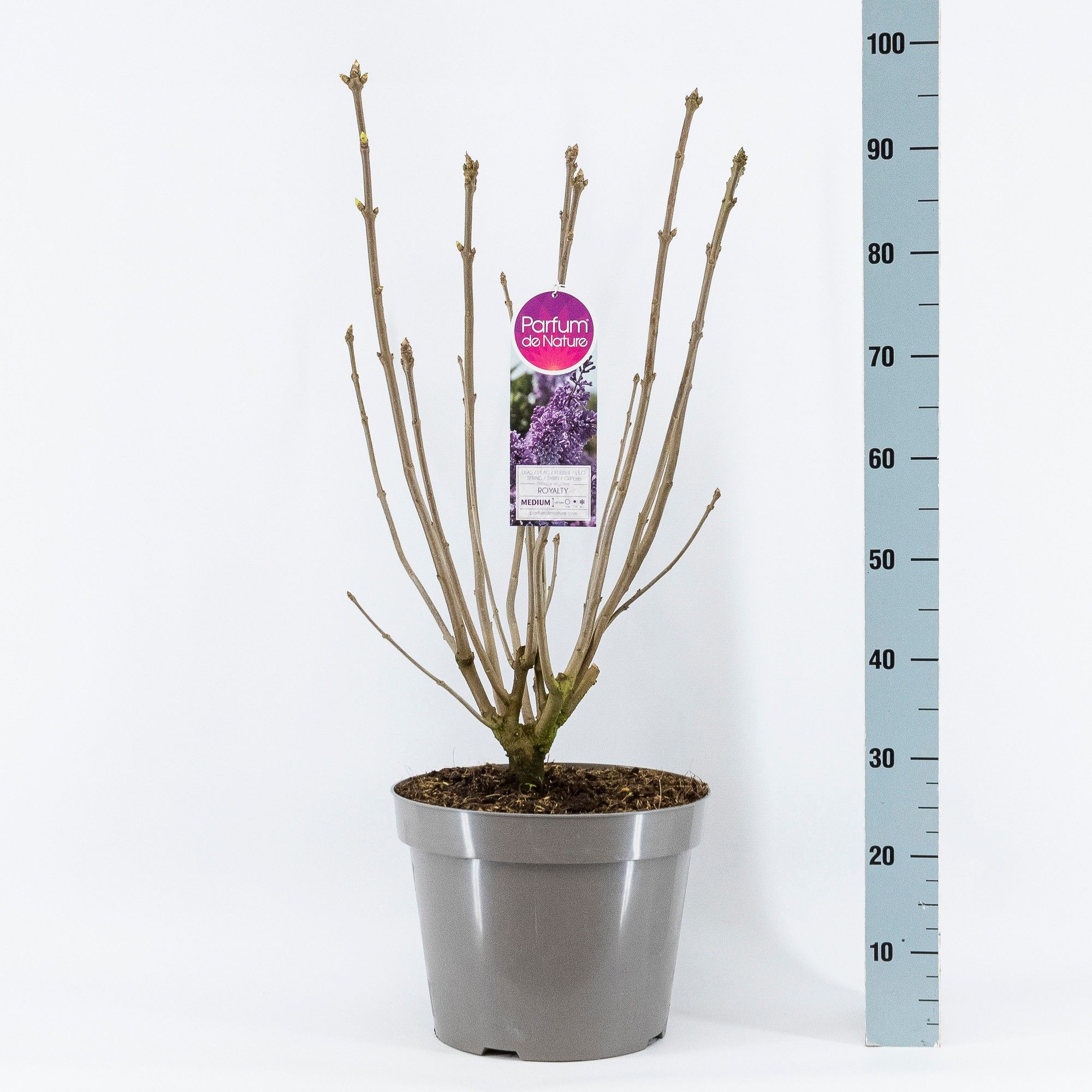 Syringa (V) Royalty, 3-jarig, C15 Solitair, D 32