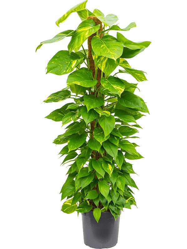 Scindapsus (Epipremnum) 'Aureum', D 27 cm Scindapsus (Epipremnum) 'Aureum', D 27 cm