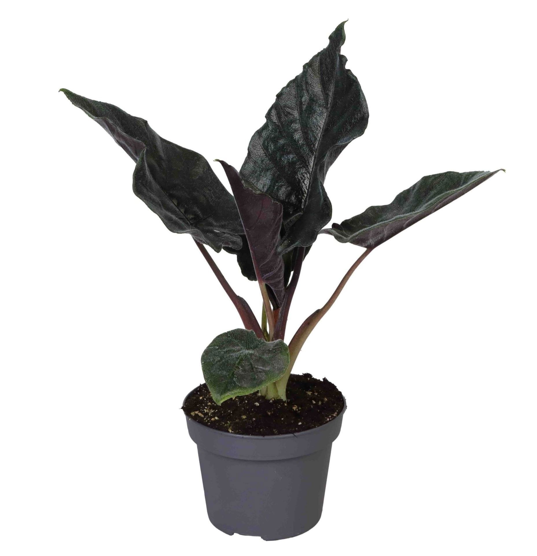 Alocasia Antoro Velvet 12 cm, D 12