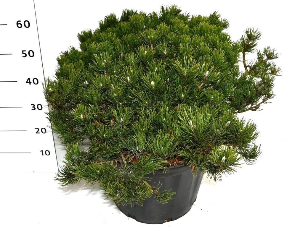 Pinus mugo pumilio, D 40