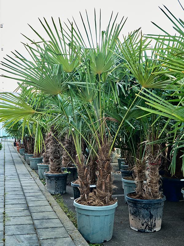 Trachycarpus fortunei (200-260), D 45