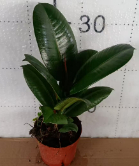 Фикус 110 Грин Даймонд 11 28