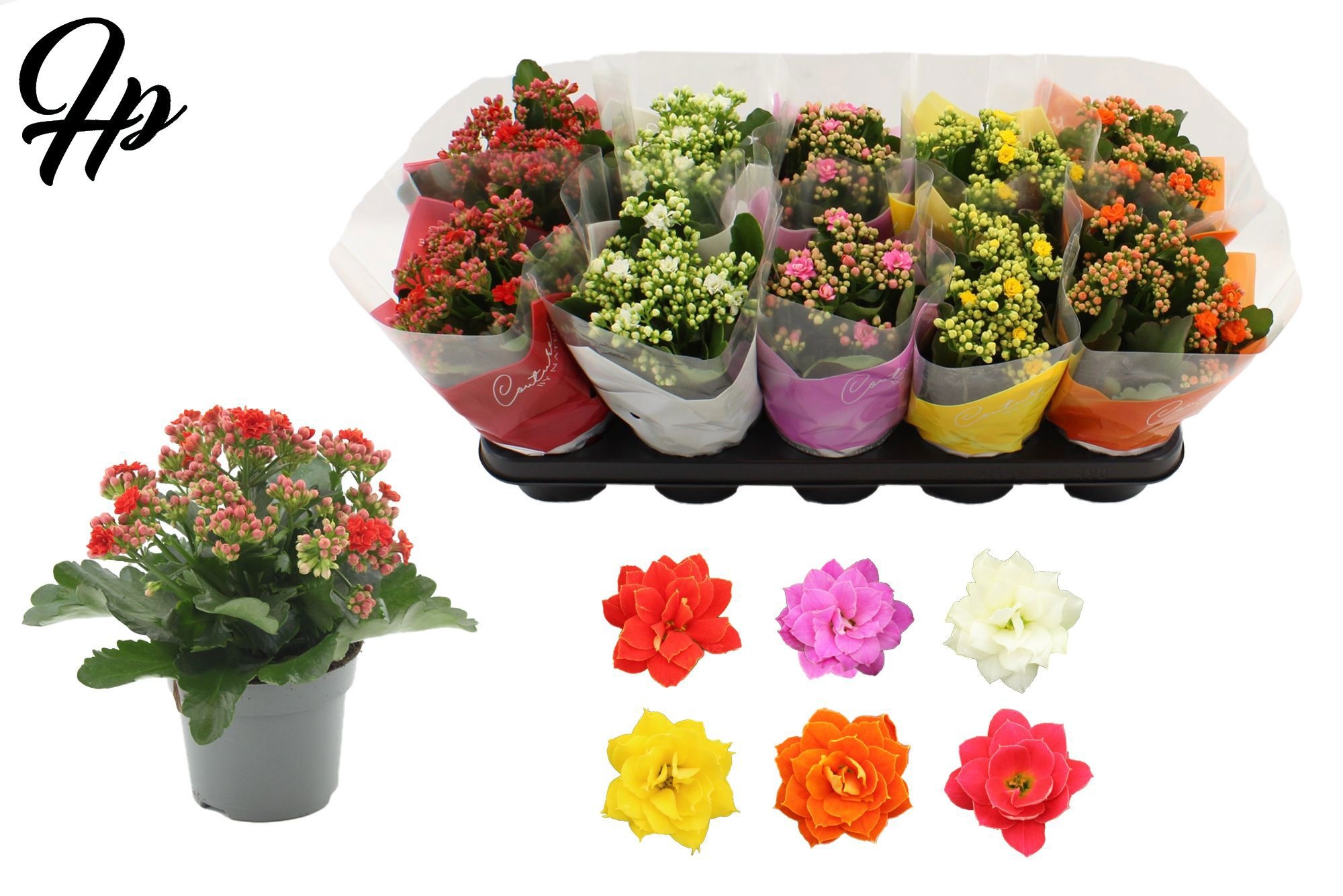 Kalanchoë 12 cm 5 color mix in Couture TST sleeve, D 12