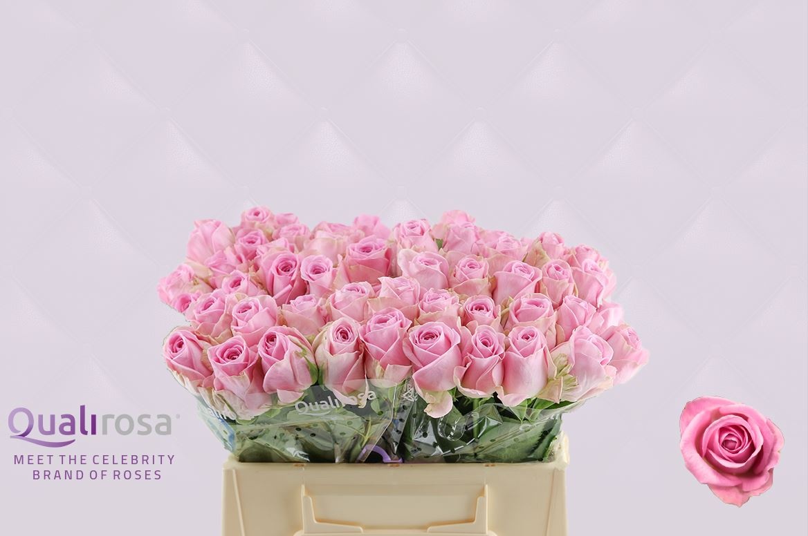 Роза од. Хайди 35, шт.