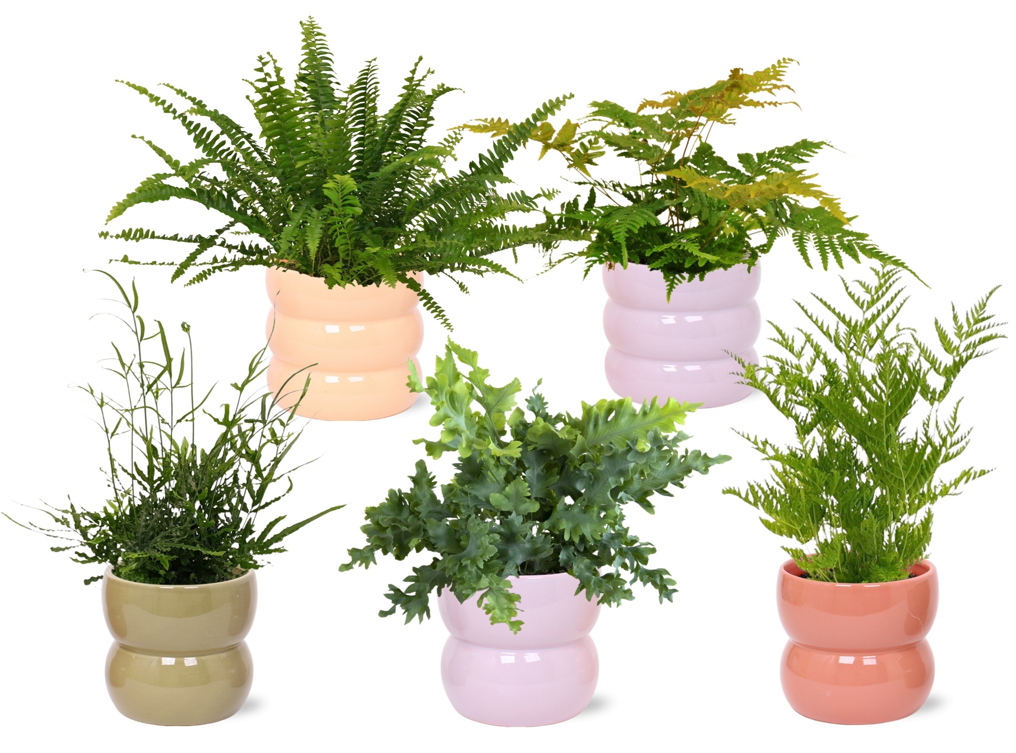 Varenmix in keramiek BGC951, D 12