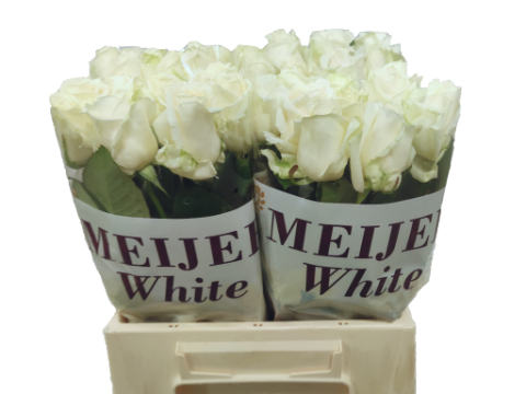 Роза од. Аваланш+ 40, шт.