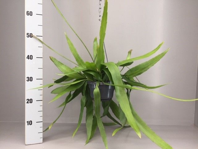 Epiphyllum pumilum, D 14