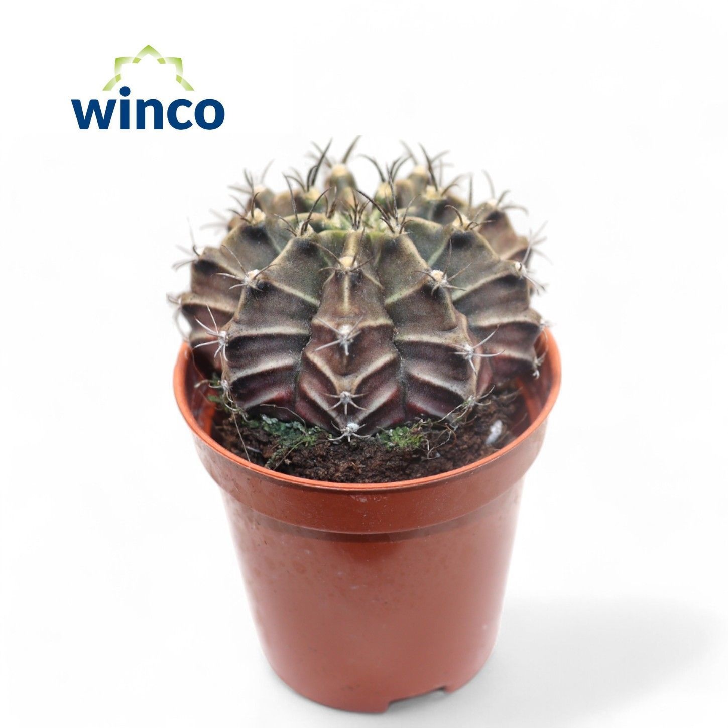 Gymnocalycium Friedrichii, D 5,5 cm